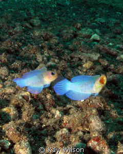 Yellow Head Jaw Fish - mating display. This is the fist t... by Kay Wilson 